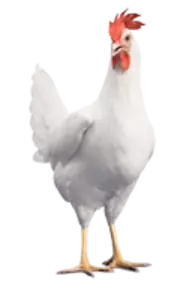 Домашня птиця