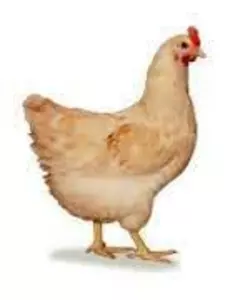 Корм і кормові компоненти Корм і кормові компоненти