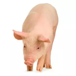 БМВД для откорма свиней 10%