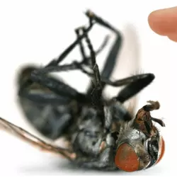 Квік-Байт 750г, системний інсектицид для знищення комах